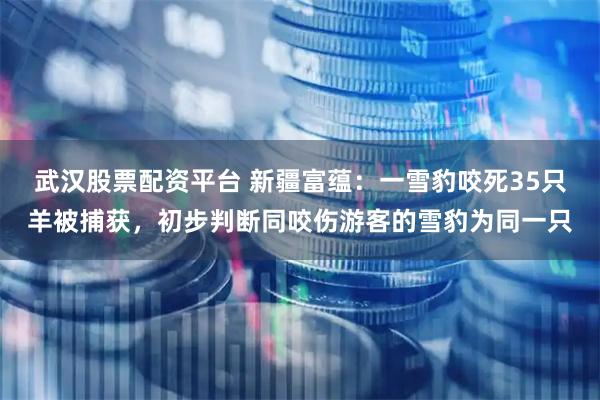 武汉股票配资平台 新疆富蕴：一雪豹咬死35只羊被捕获，初步判断同咬伤游客的雪豹为同一只